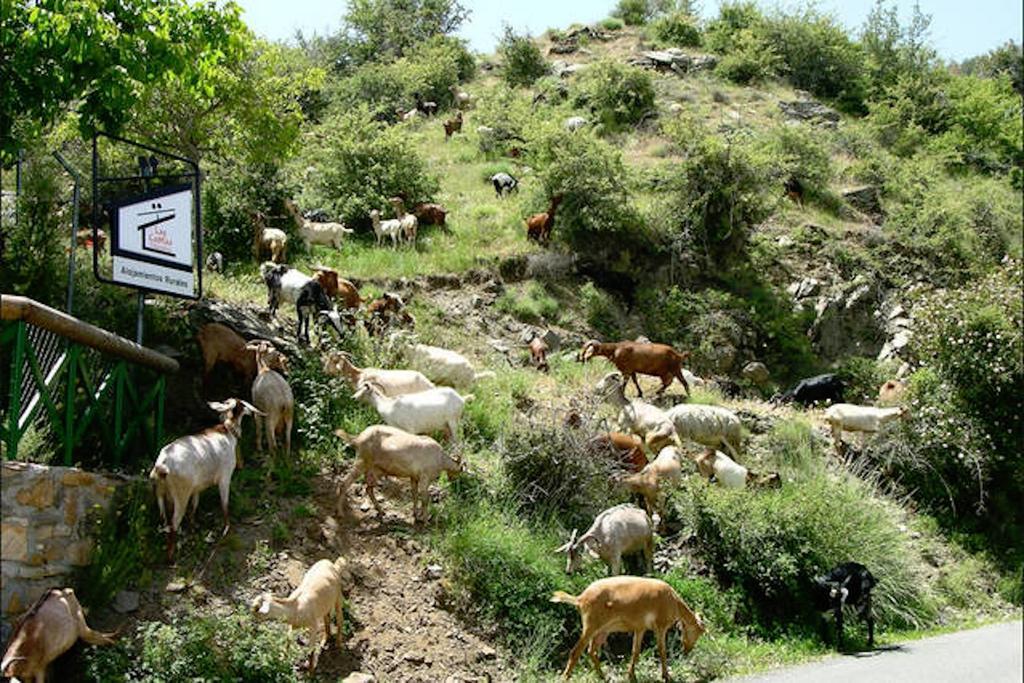 Telecabina Las Catifas เกวคาร์-เซียร์รา ภายนอก รูปภาพ